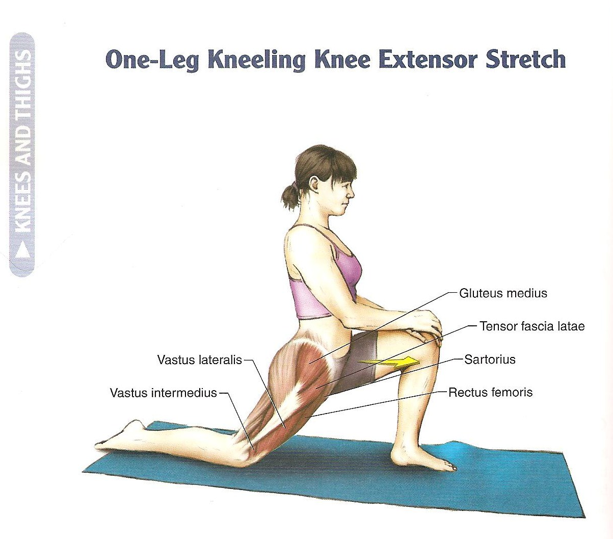 What are erector spinae stretches?